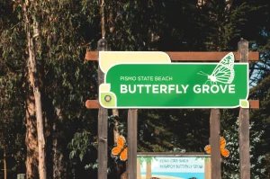 Butterfly Grove CA