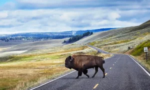 Yellowstone National Park Montana