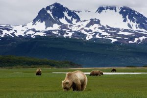 Homer Alaska Bears