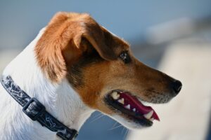 Dog Park