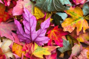 Fall Festival Mentone