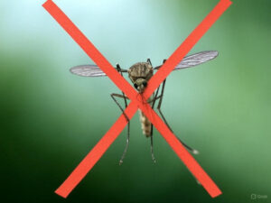 No Mosquitos