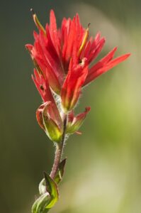 Indian Paintbrush Flowers