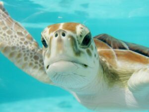 Sea Turtles in Omaha Aquarium 