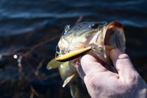 Bass fishing in Cottonwood