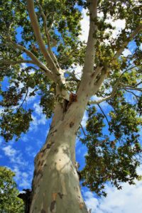 Cottonwood Trees
