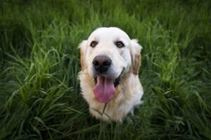 Dog Friendly 
