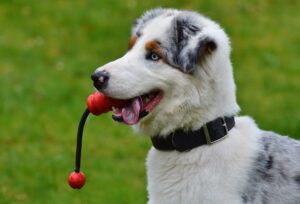 Dog Park in RV Park
