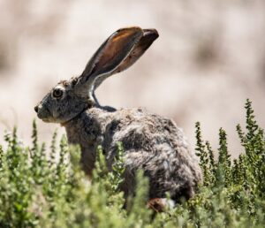 Jack Rabbits 