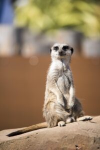 Meercat The Smart RVer