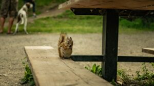 Picnic Table The Smart RVer