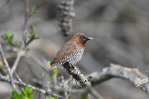 Birding The Smart RVer
