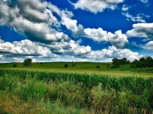 Cornfield IA