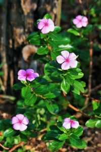 Iowa Periwinkle