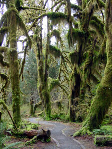 Mosses Trail